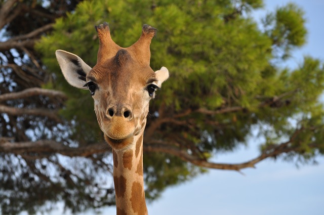 African safari giraffe