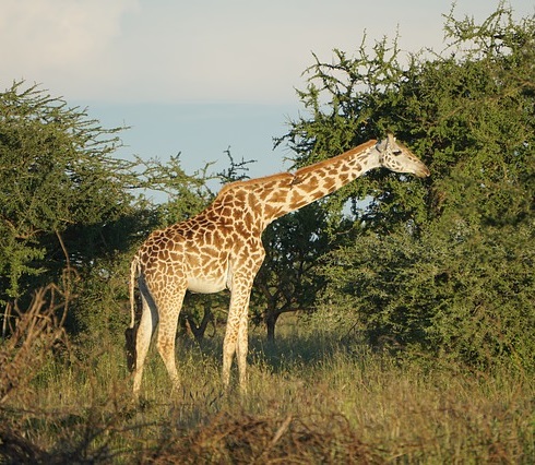 Safaris in Uganda