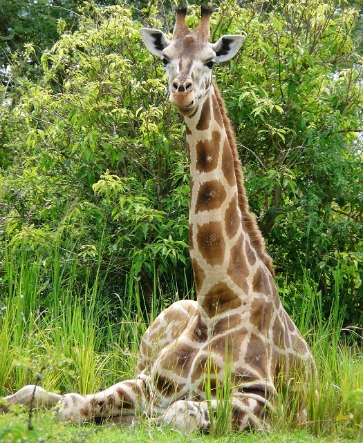 African safari giraffe
