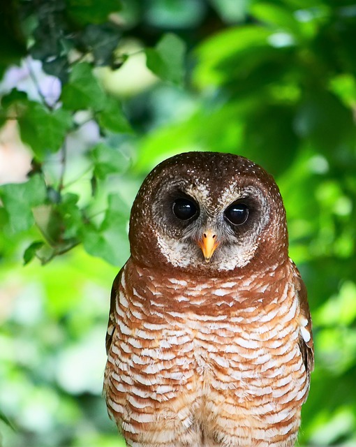 African Owl Bird