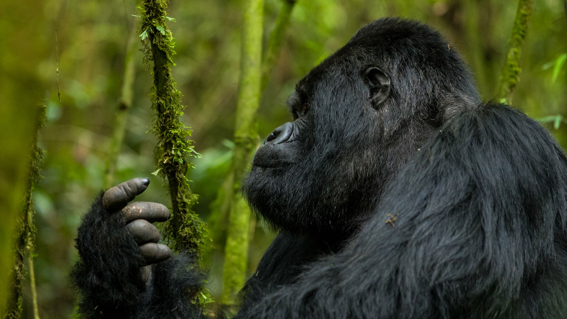 Virunga National Park Congo