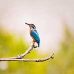 3 Days Lake Mburo Birding Trip
