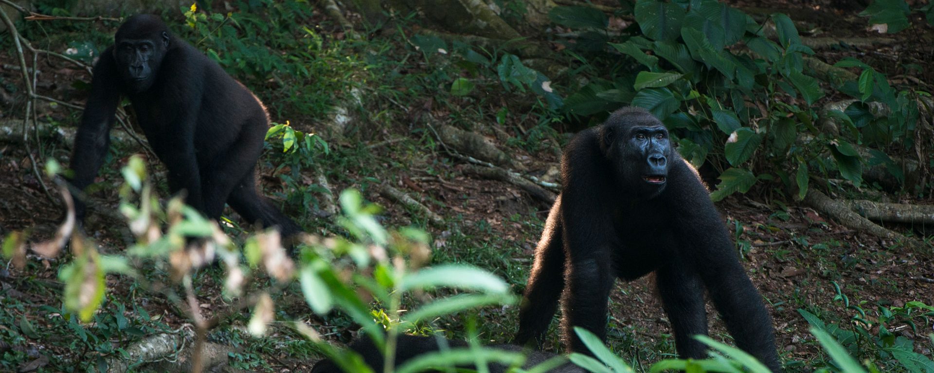 Lowland Gorilla Trekking in DRC Congo