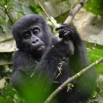 Mgahinga Gorilla National Park