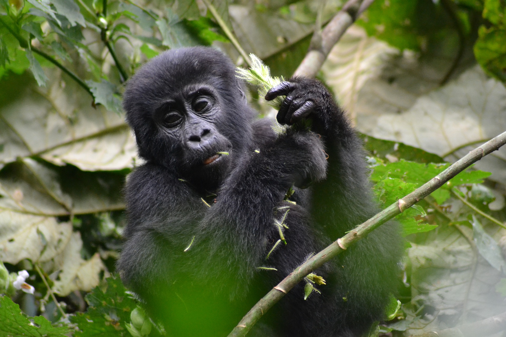 Mgahinga Gorilla National Park