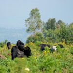 What to expect Gorilla Trekking in Rwanda