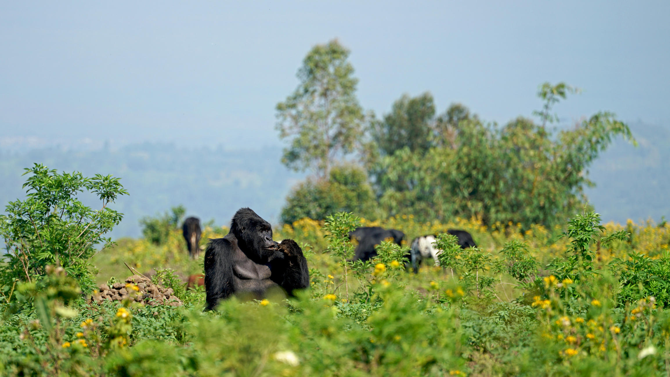 What to expect Gorilla Trekking in Rwanda
