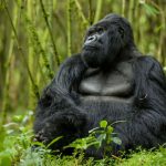 4 Days Double Gorilla Trekking Uganda