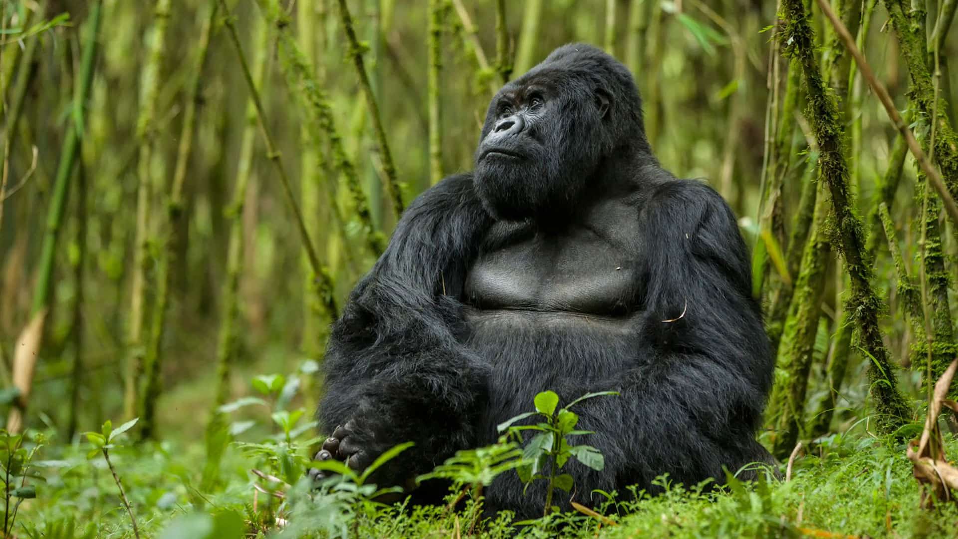4 Days Double Gorilla Trekking Uganda