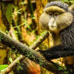 4 Days Gorilla Habituation & Golden Monkeys