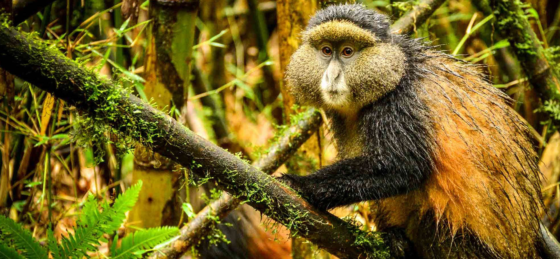 4 Days Gorilla Habituation & Golden Monkeys