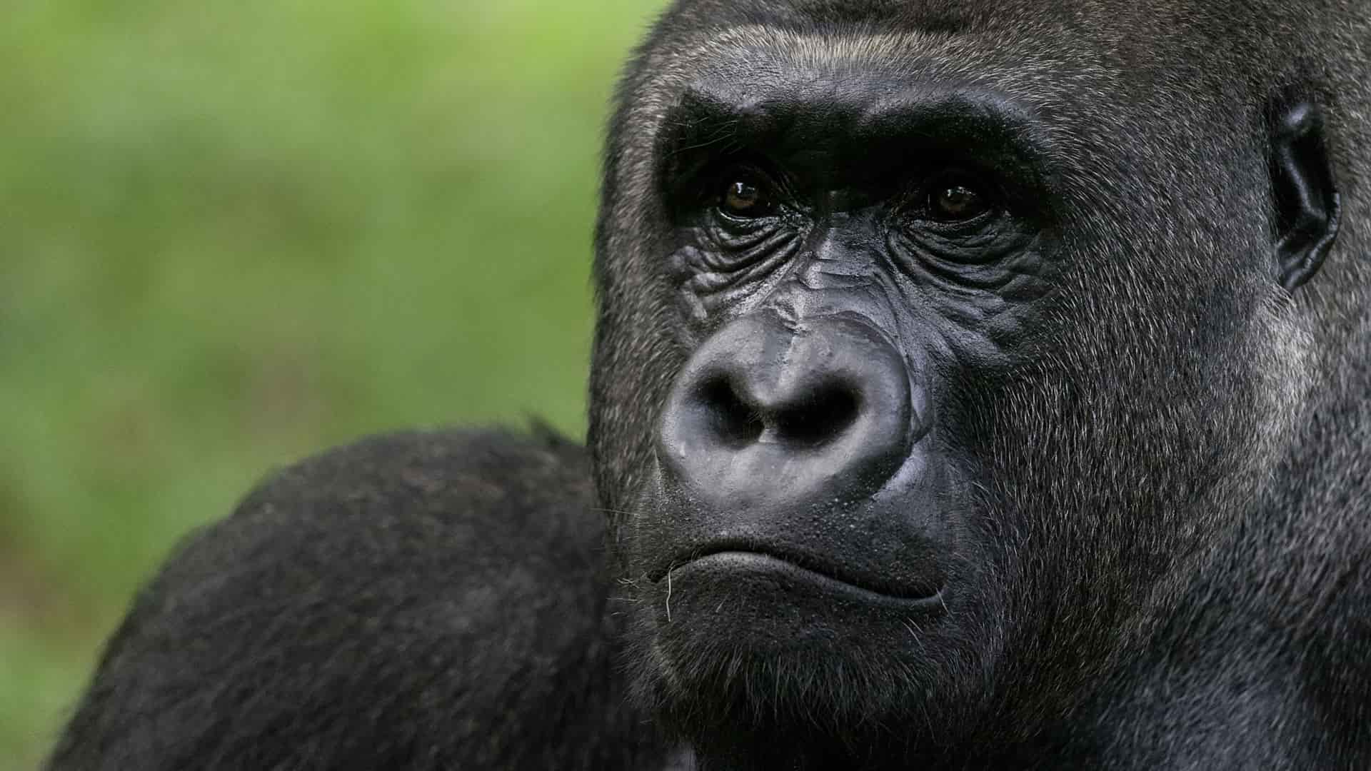 Senkwekwe Gorilla Orphanage Virunga Congo
