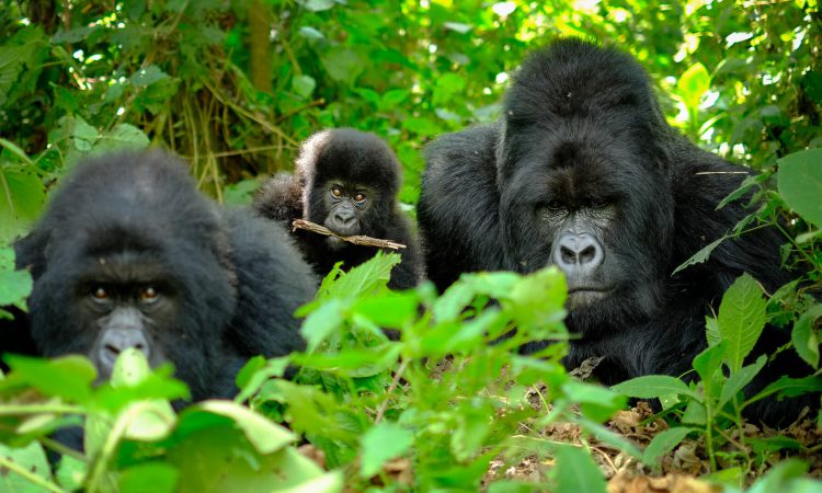 7 Days Best of Rwanda Gorillas, Kivu & Chimps