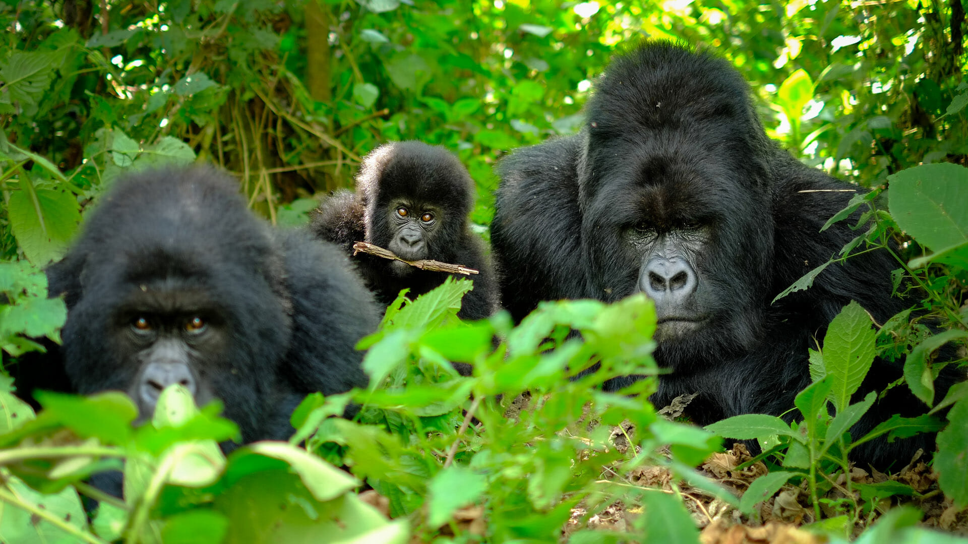 7 Days Best of Rwanda Gorillas, Kivu & Chimps