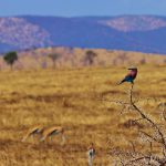 7 Days Wildlife Safari in Tanzania