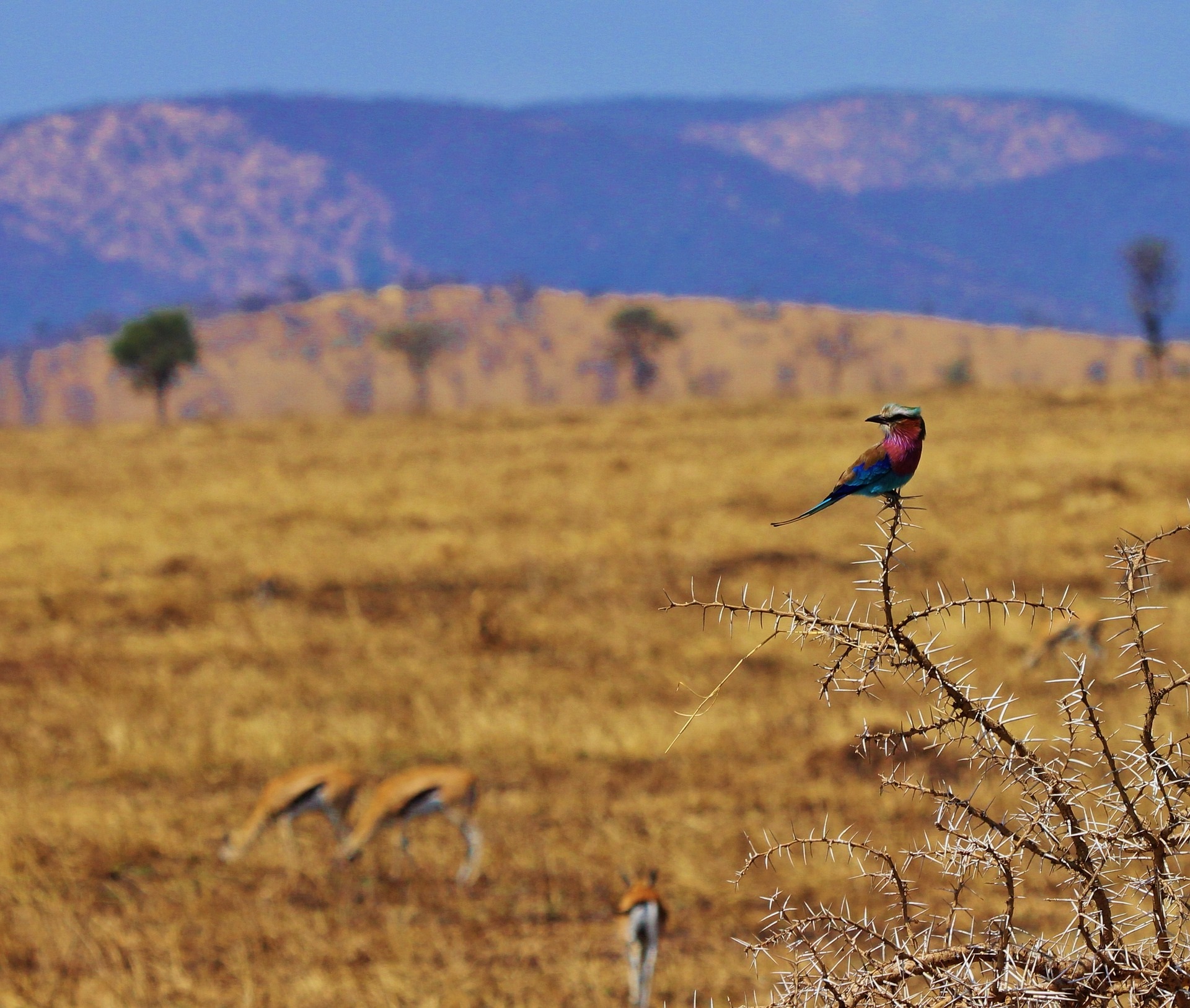 7 Days Wildlife Safari in Tanzania