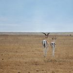 Ngorongoro Crater Tanzania