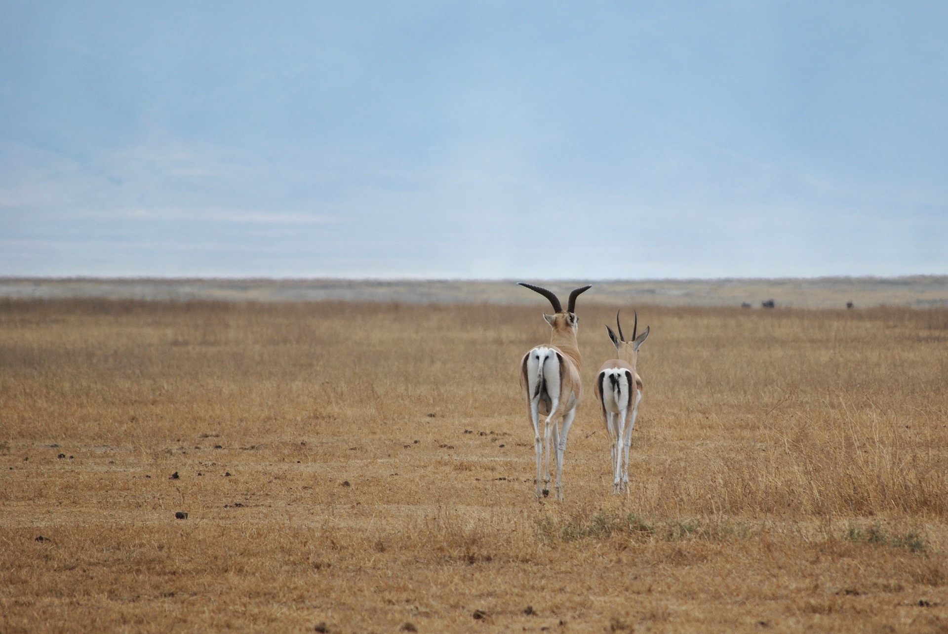Ngorongoro Crater Tanzania