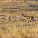 Wildlife Safaris in Uganda