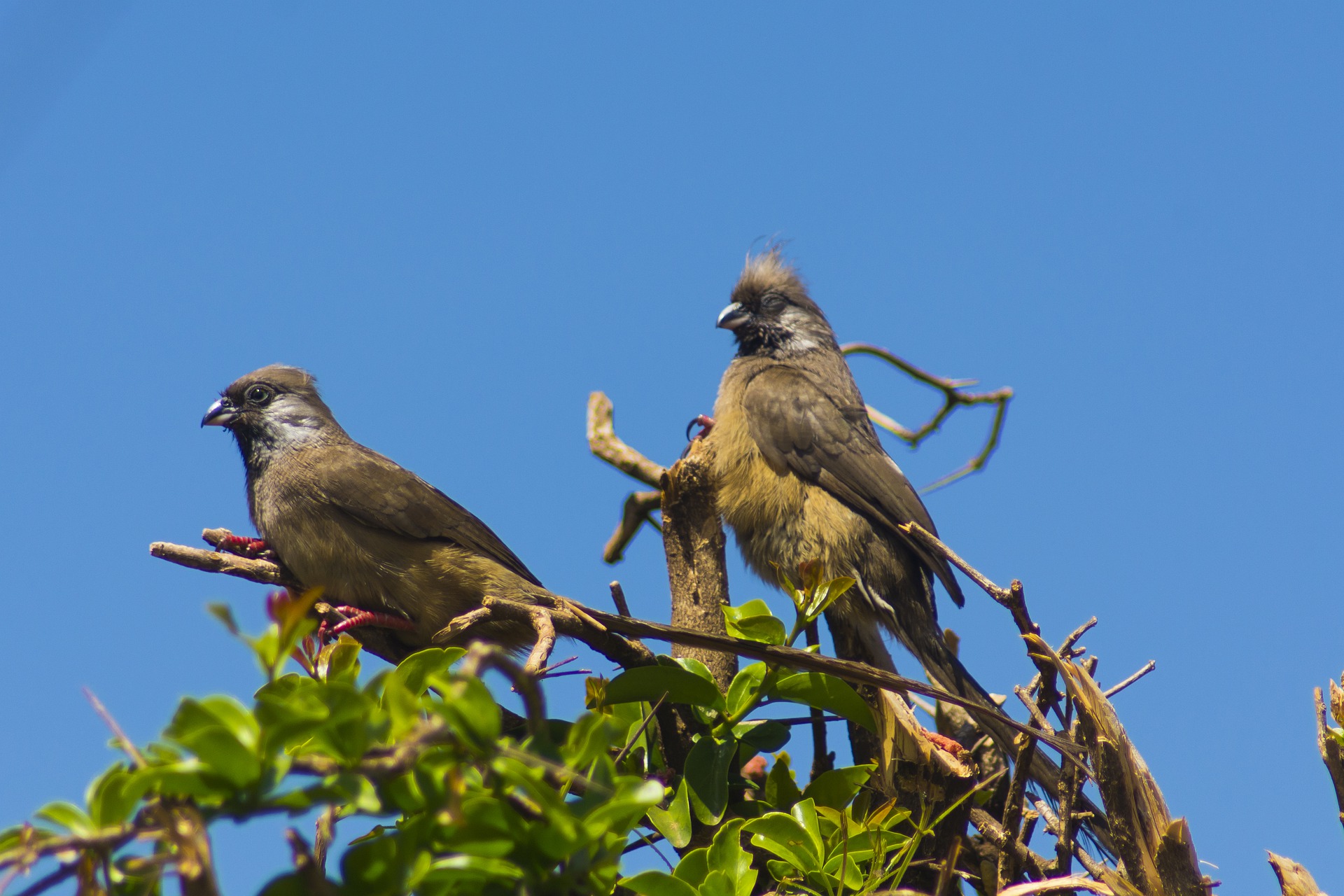 20 Days Classic Birding & Gorilla Safari in Uganda
