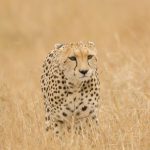 16 Days East African Holiday Safari