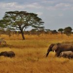 3 Days Akagera Wildlife Safari