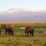 6 Days Kilimanjaro Hike (Rongai Route)