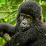 What to expect Gorilla Trekking in Uganda
