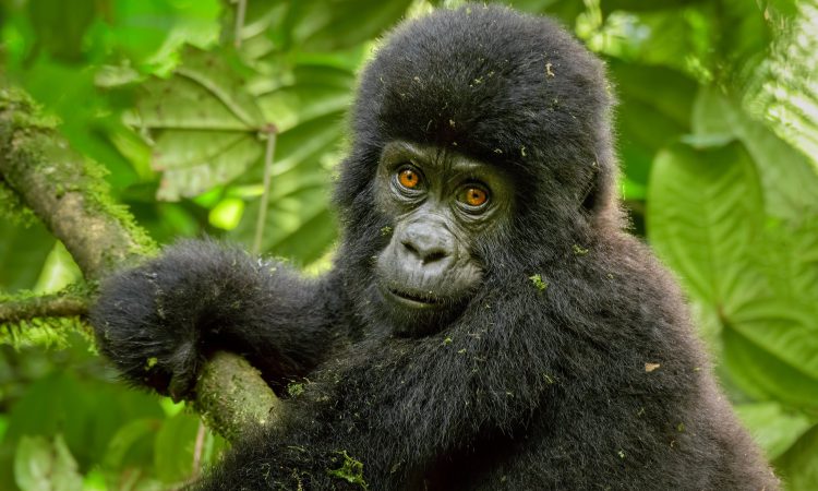 What to expect Gorilla Trekking in Uganda