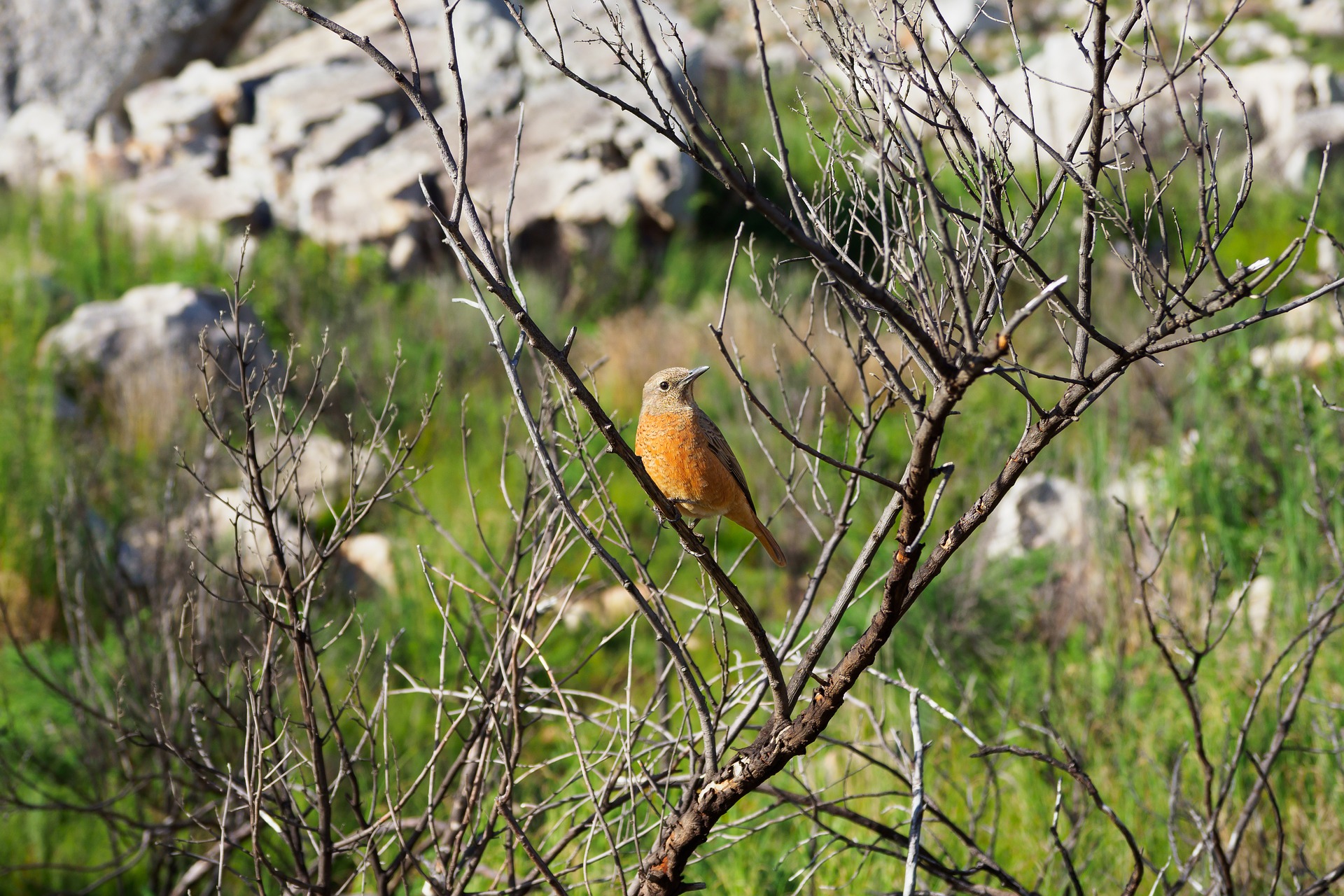 17 Days Albertine Rift Bird Watching Holiday