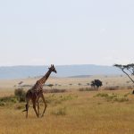 15 Days Kenya Tanzania Safari