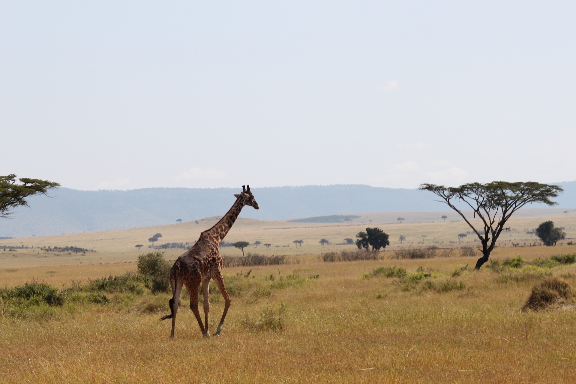 15 Days Kenya Tanzania Safari
