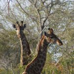 11 Days Uganda and Congo Holiday