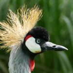 18 Days Uganda Birding & Wildlife Adventure Holiday