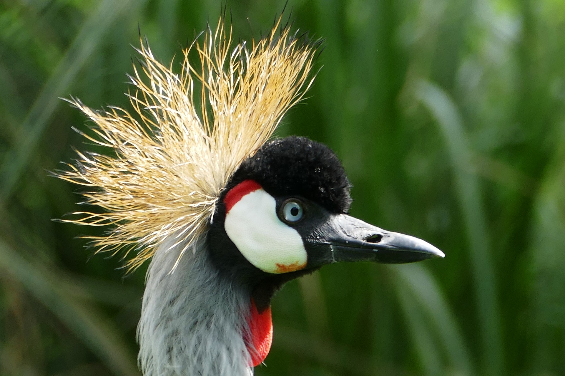 18 Days Uganda Birding & Wildlife Adventure Holiday
