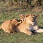 3 Days Masai Mara Wildlife Safari