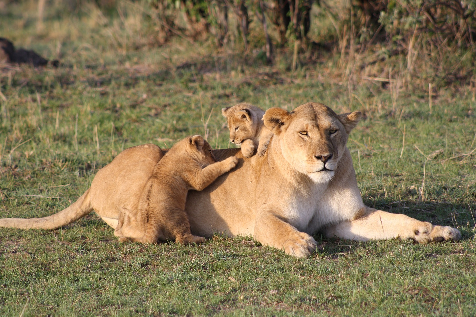 3 Days Masai Mara Wildlife Safari