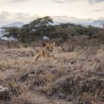 3 Days Serengeti Wildlife Safari