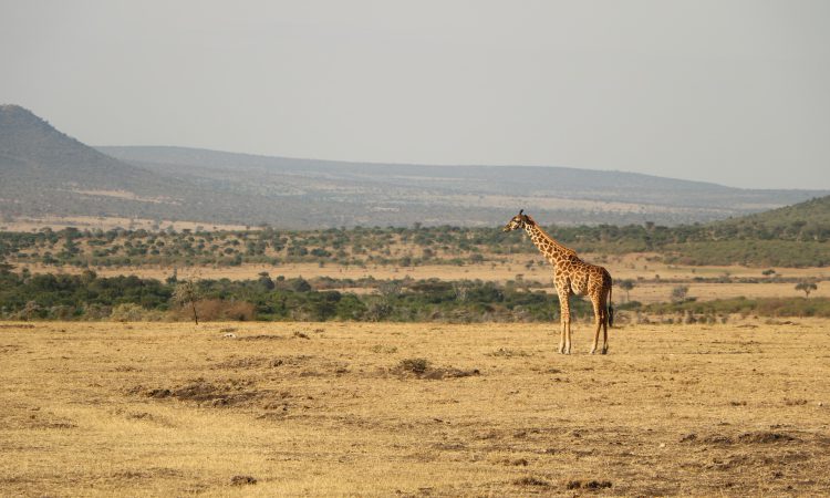 9 Days Tanzania Northern Circuit Safari