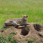 19 Days Big Five Safari in Kenya