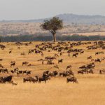 Serengeti National Park