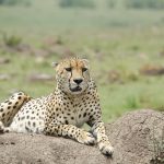 5 Days Awesome Kenya Safari