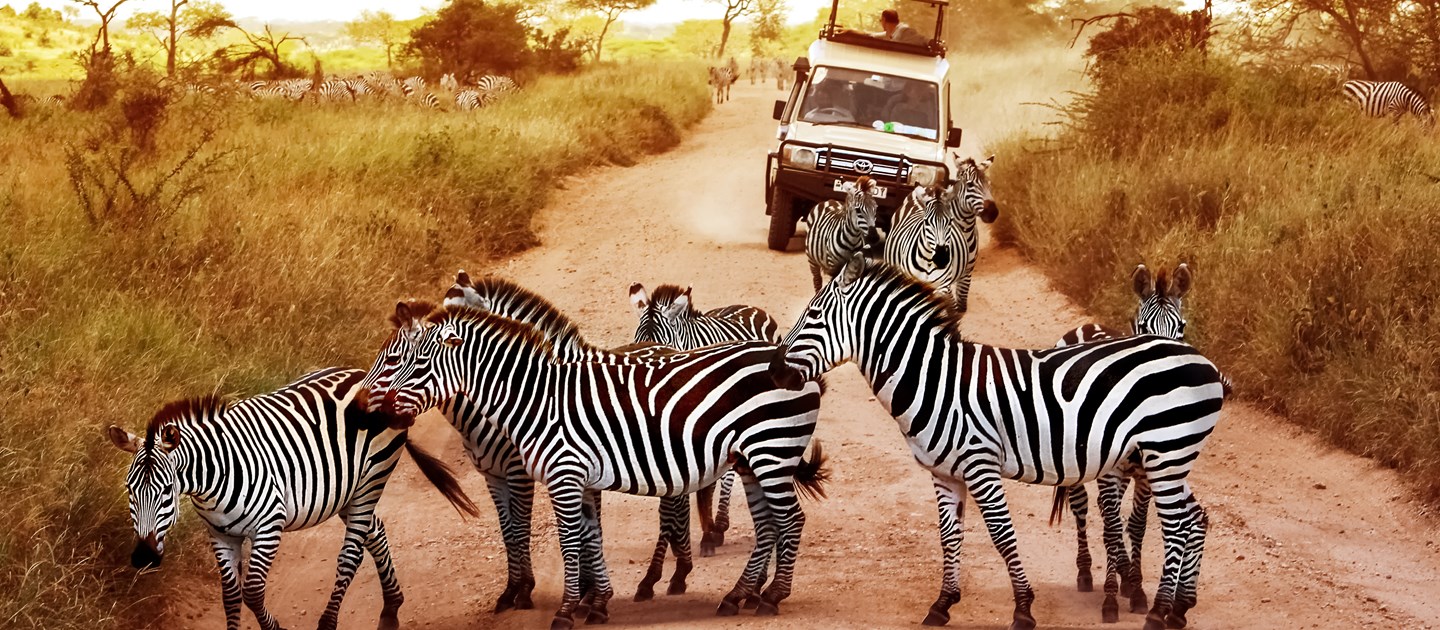 African Safari Zebras