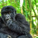 Bwindi Impenetrable National Park