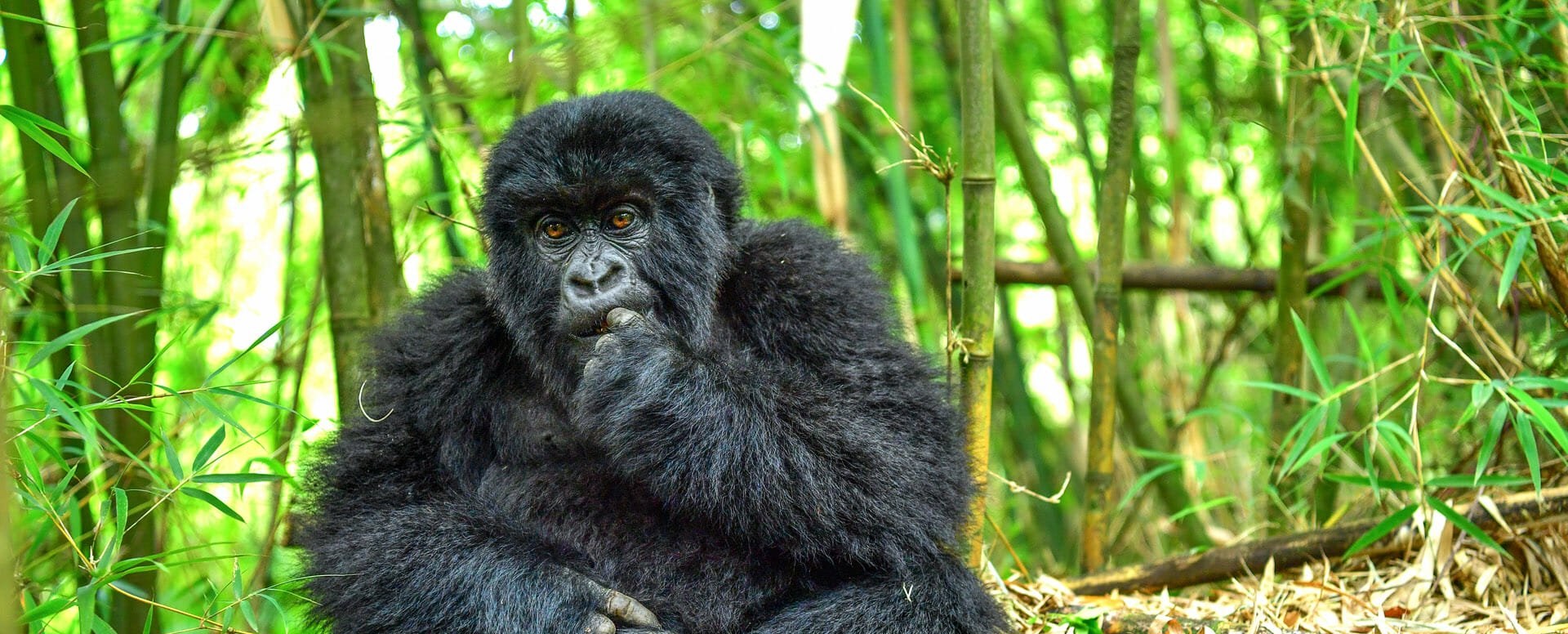 Bwindi Impenetrable National Park