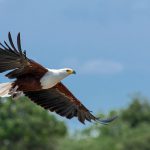 4 Days Murchison Falls Birding Tour