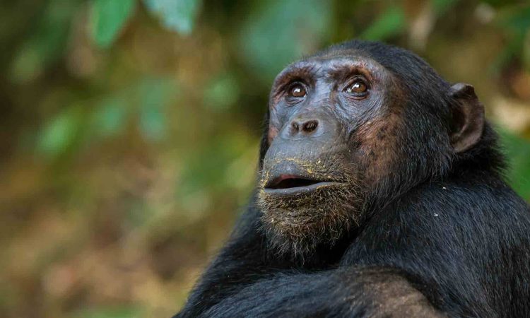 Chimpanzee Trekking in Nyungwe Forest