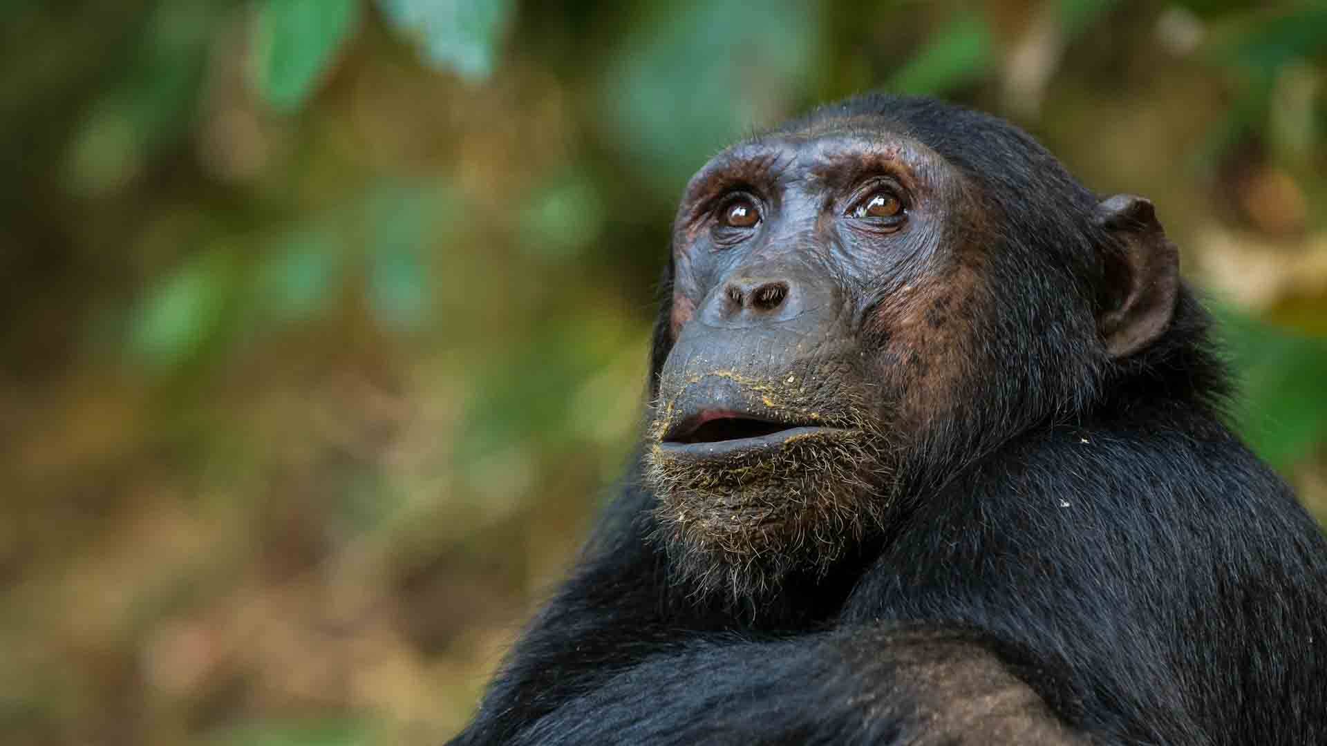 Chimpanzee Trekking in Nyungwe Forest