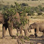 Queen Elizabeth National Park