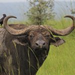 Kidepo Valley National Park